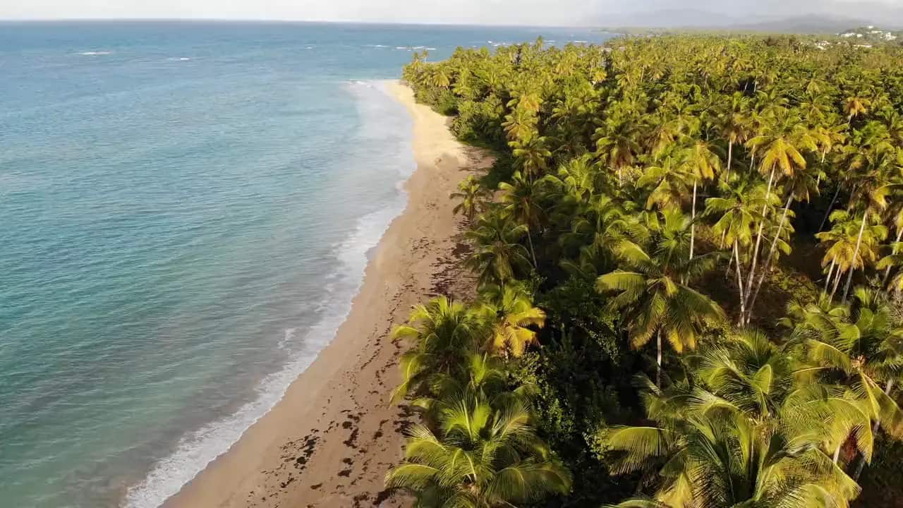 Aerial view along a tropical shoreline of palm groves, white surf and turquoise sea