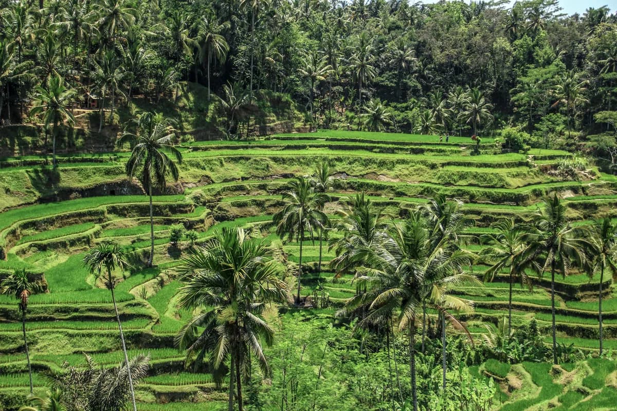 Tegalalang Rice Terraces, Ubud