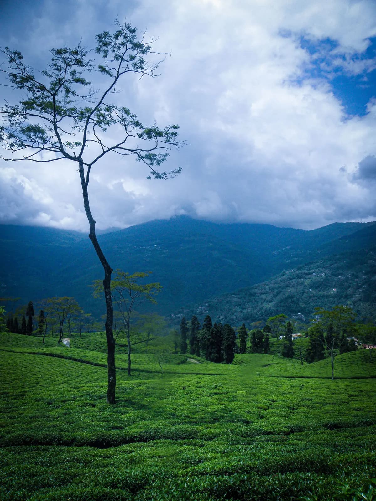 Darjeeling Tea Gardens