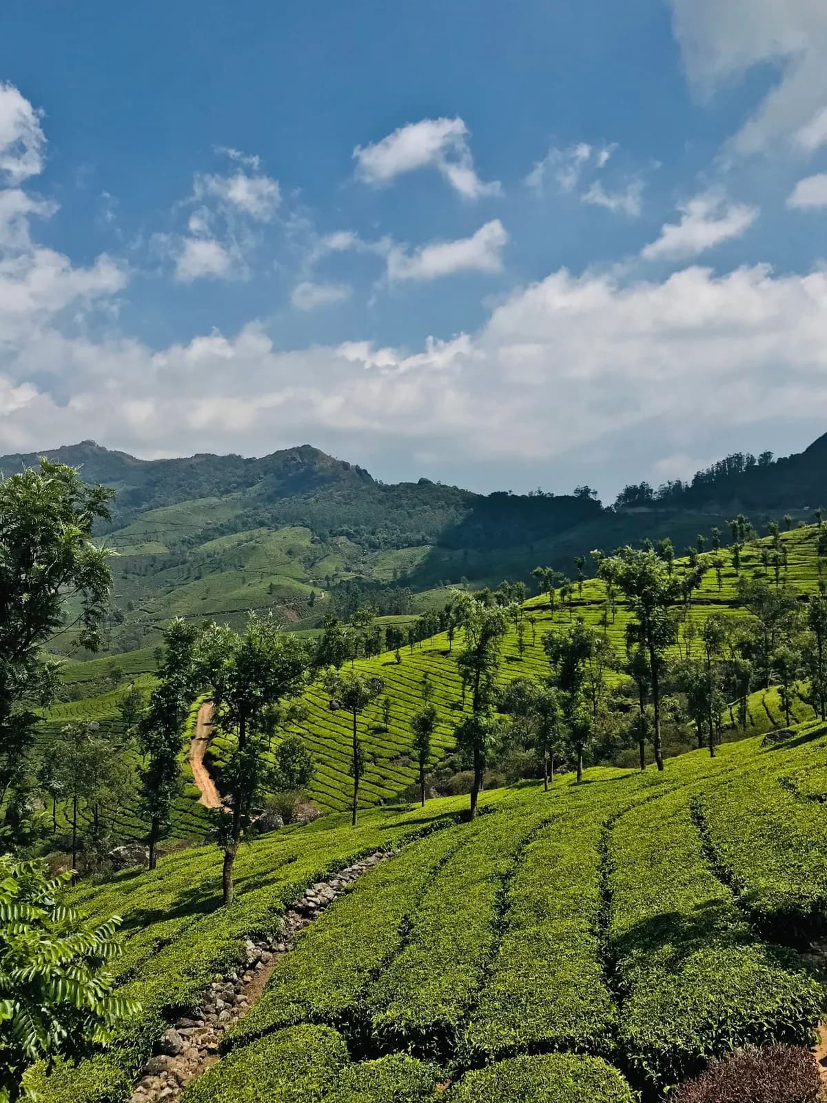 Munnar Tea Gardens