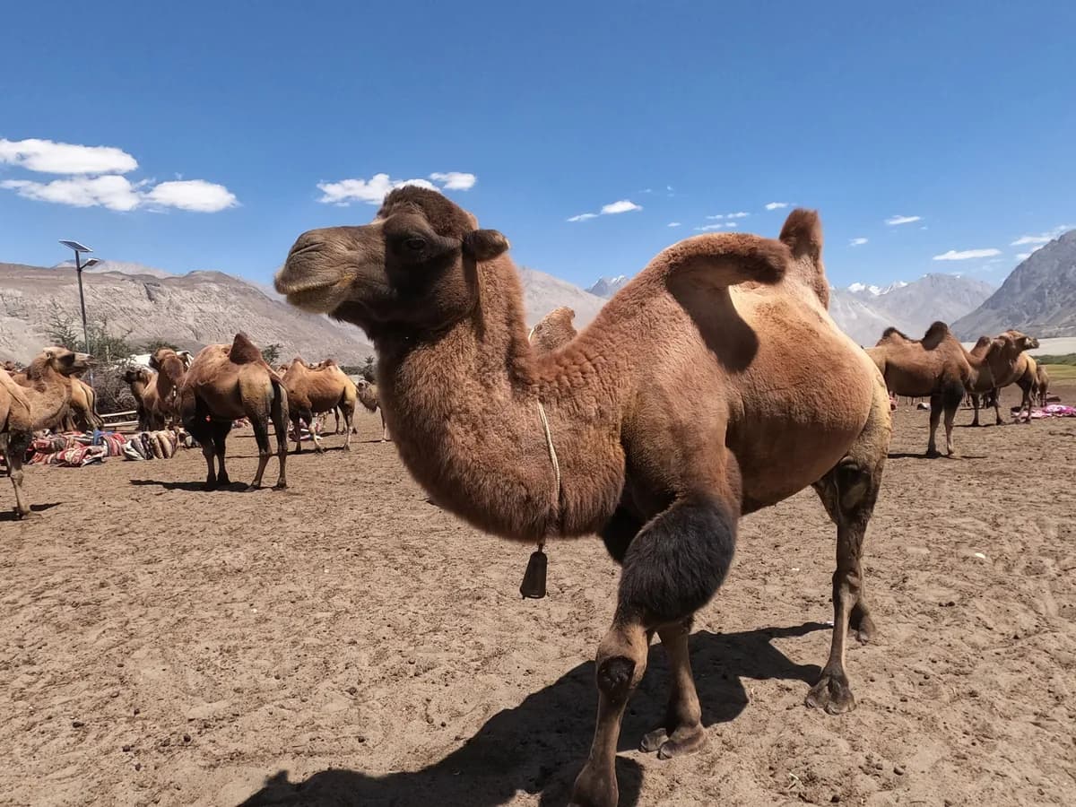 Nubra Valley & Hunder Dunes
