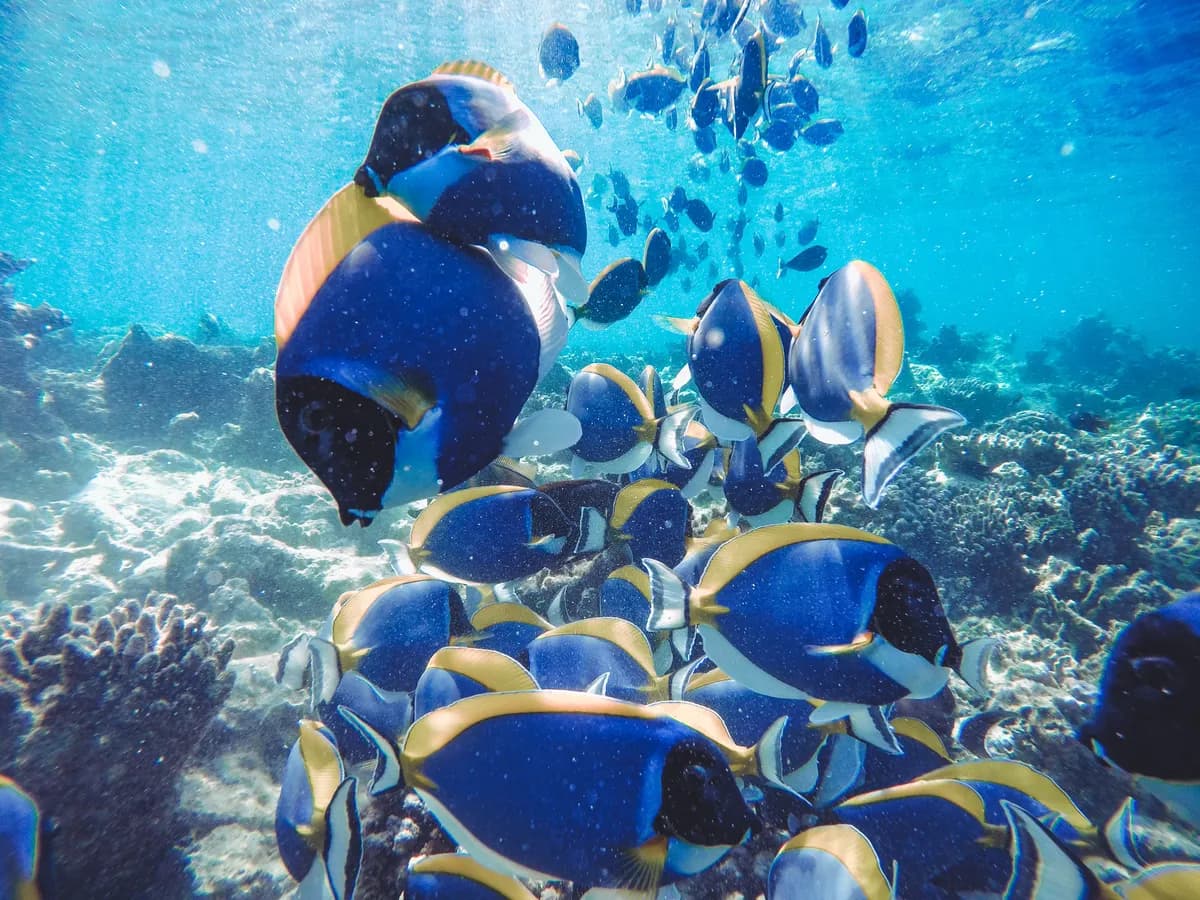 House Reef Snorkelling