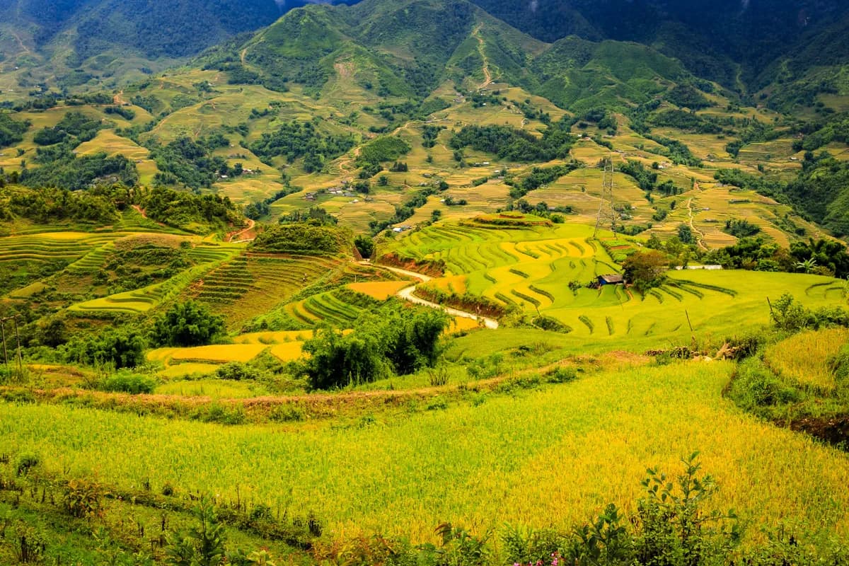 Sapa Rice Terraces